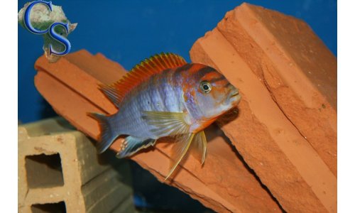 Labidochromis Hongi Red Top